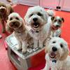 Dog grooming in Burwood, VIC - The Dog Dazzlers