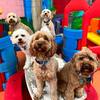 Puppy day care Burwood, VIC - The Dog Dazzlers