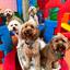 Puppy day care Burwood, VIC - The Dog Dazzlers