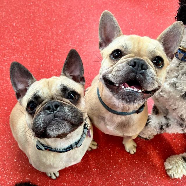 Puppy day care in Burwood, VIC The Dog Dazzlers