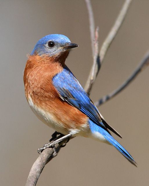 Thalassarche Exploring the Colors of Western Bluebirds