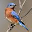 Thalassarche - Exploring the Colors of Western Bluebirds