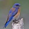 Western Bluebird (Sialia me... - Exploring the Colors of Wes...