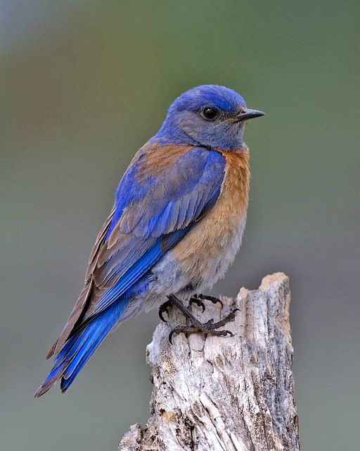 Western Bluebird (Sialia mexicana) by Alan D Wilso Exploring the Colors of Western Bluebirds