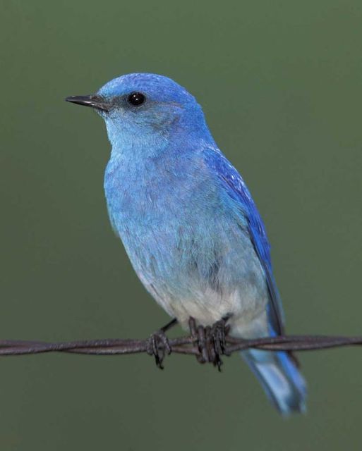 Mountain Bluebird (Sialia currucoides) male Exploring the Colors of Western Bluebirds