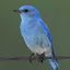 Mountain Bluebird (Sialia c... - Exploring the Colors of Western Bluebirds