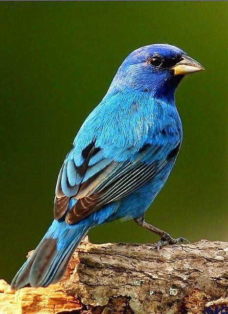 download Exploring the Colors of Western Bluebirds