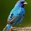 download - Exploring the Colors of Western Bluebirds