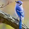 Blue Jay (Cyanocitta crista... - Exploring the Colors of Wes...