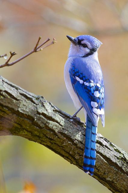 Blue Jay (Cyanocitta cristata), New Haven, Connect Exploring the Colors of Western Bluebirds