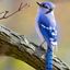 Blue Jay (Cyanocitta crista... - Exploring the Colors of Western Bluebirds