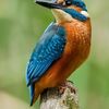 Common Kingfisher (Alcedo a... - Exploring the Colors of Wes...