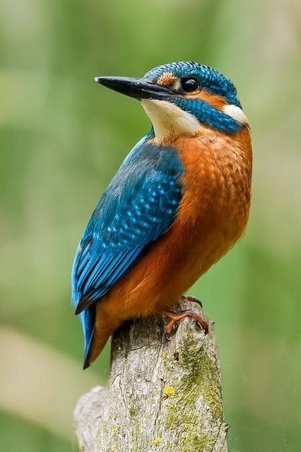 Common Kingfisher (Alcedo atthis) Europe, Asia Exploring the Colors of Western Bluebirds