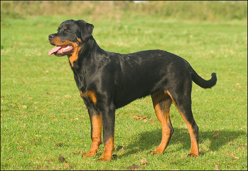 16 - Knut en Floss 13 nov