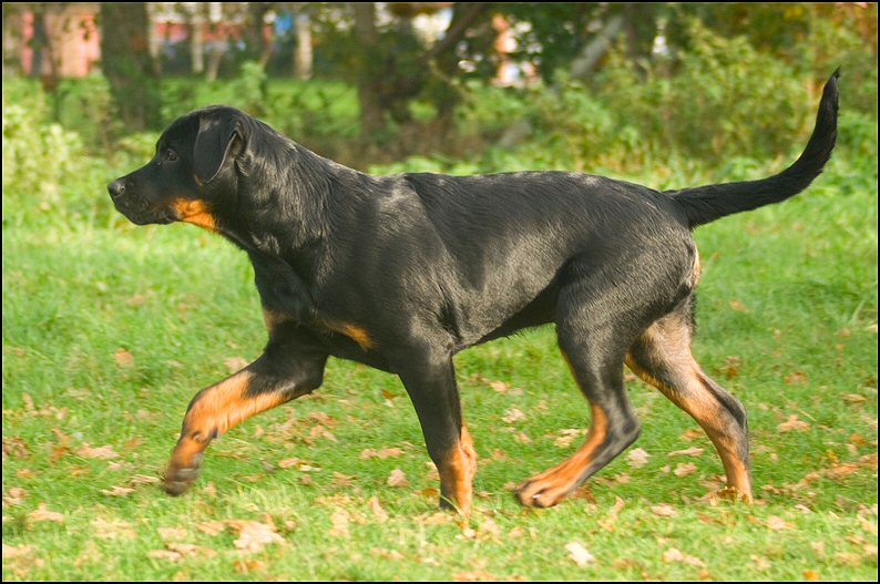 46 - Knut en Floss 13 nov