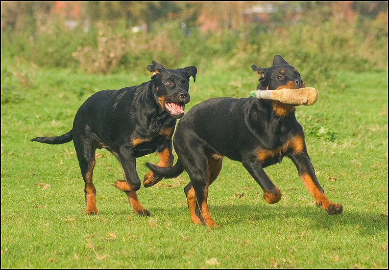 54 - Knut en Floss 13 nov