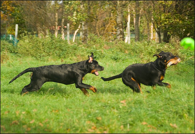 59 - Knut en Floss 13 nov