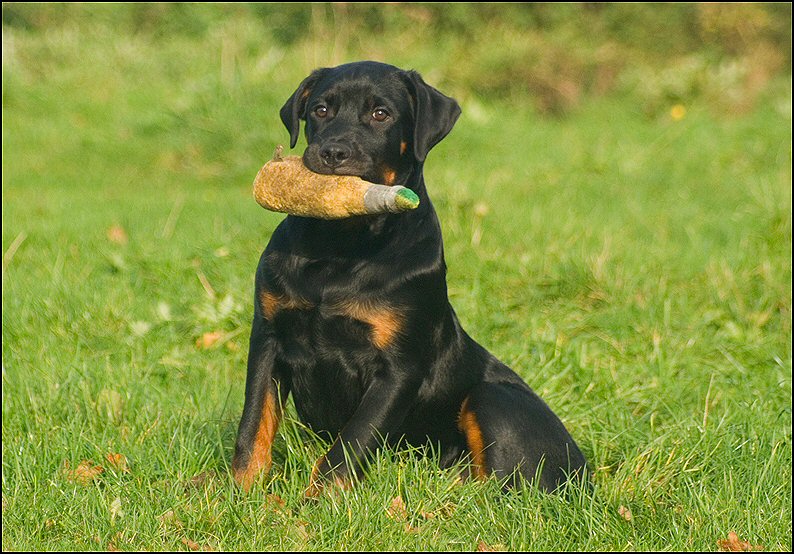 75 - Knut en Floss 13 nov