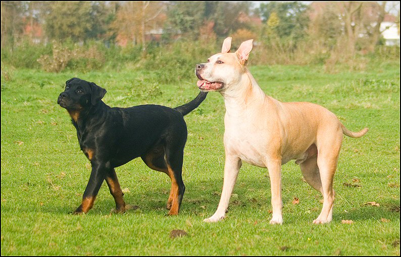 109 - Knut en Floss 13 nov