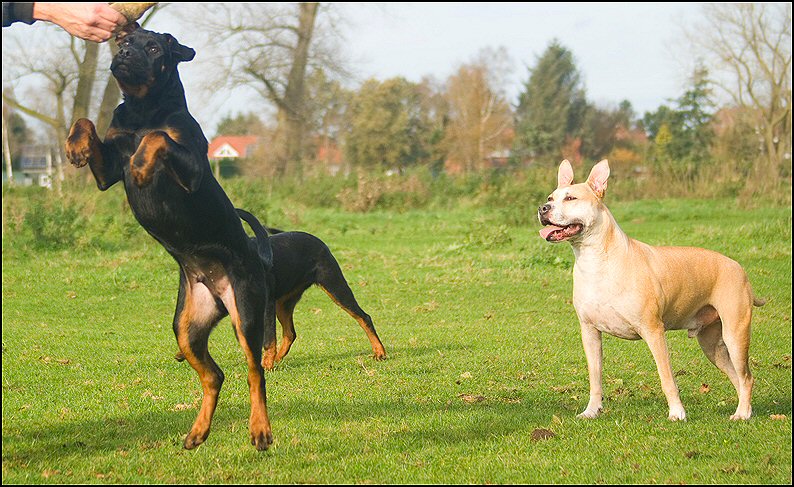 113 - Knut en Floss 13 nov