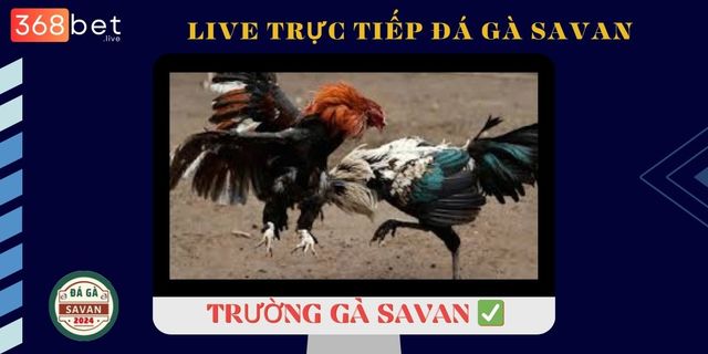 truong-ga-savan (2) TrÆ°á»ng GÃ  Savan