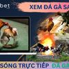 xem-da-ga-savan - TrÆ°á»ng GÃ  Savan