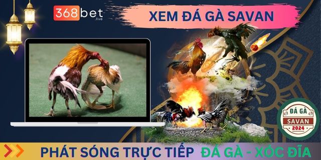 xem-da-ga-savan TrÆ°á»ng GÃ  Savan