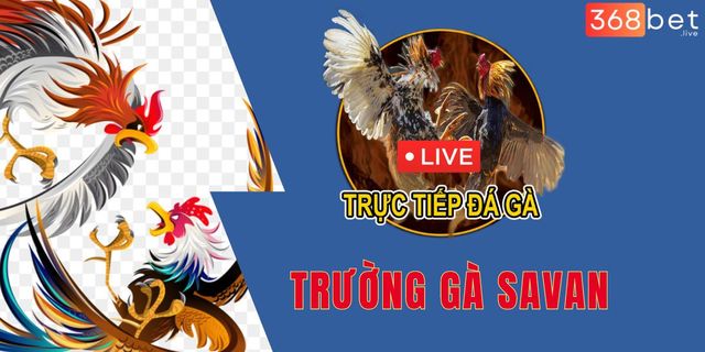 dau-truong-savan TrÆ°á»ng GÃ  Savan