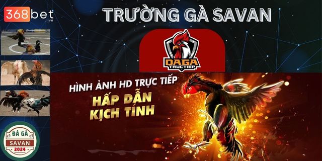 hinh-anh-Hd-truong-ga-savan TrÆ°á»ng GÃ  Savan