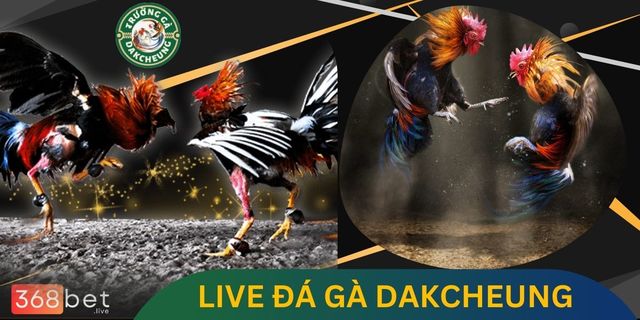 live-da-ga-dakcheung TrÆ°á»ng GÃ  DAKCHEUNG