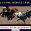 truc-tiep-da-ga-dakcheung - TrÆ°á»ng GÃ  DAKCHEUNG