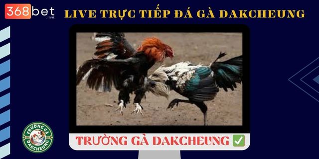 truc-tiep-da-ga-dakcheung TrÆ°á»ng GÃ  DAKCHEUNG