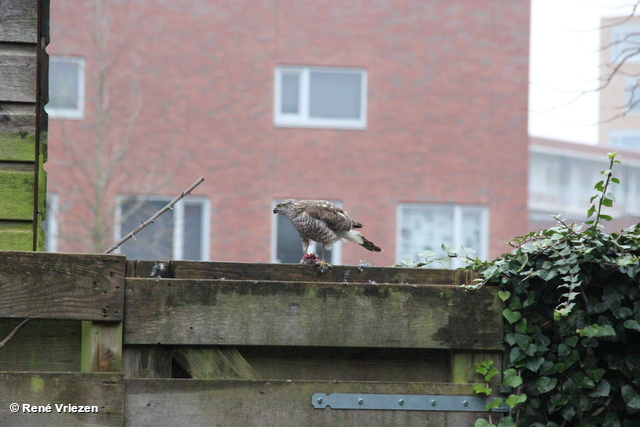 R.Th.B.Vriezen 30-11-2023 -0019 Torenvalk peuzelt Musje in mijn Tuin