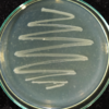 bacteria - KPS Bio