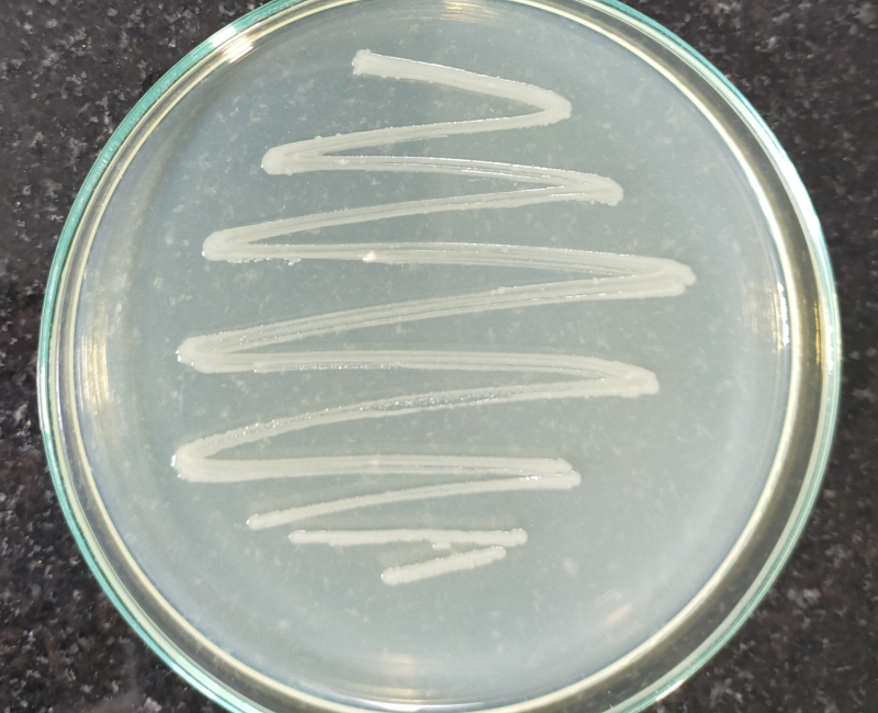 bacteria KPS Bio