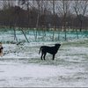 1 - hondjes in de sneeuw 4 dec