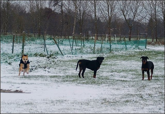1 hondjes in de sneeuw 4 dec