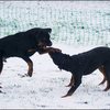 4 - hondjes in de sneeuw 4 dec