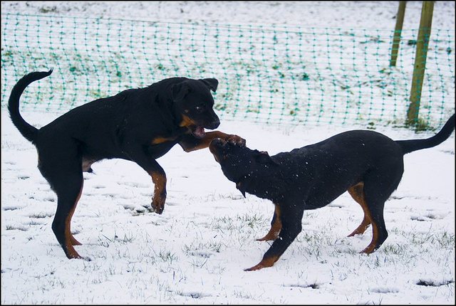 4 hondjes in de sneeuw 4 dec