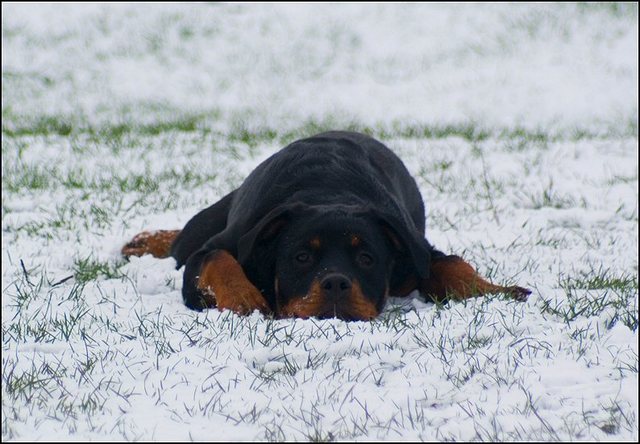 7 hondjes in de sneeuw 4 dec