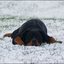 7 - hondjes in de sneeuw 4 dec
