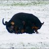 14 - hondjes in de sneeuw 4 dec