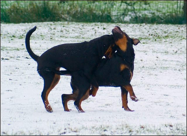 18 hondjes in de sneeuw 4 dec