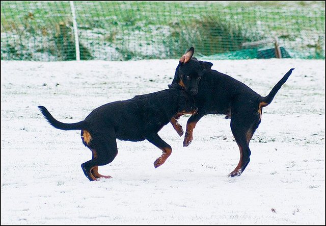 22 hondjes in de sneeuw 4 dec