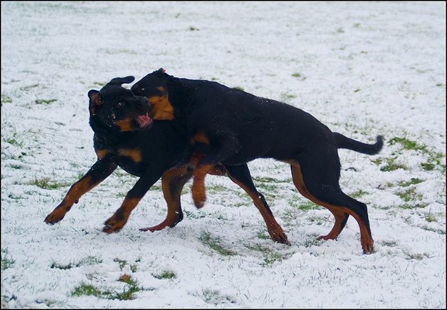 33 hondjes in de sneeuw 4 dec