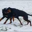 33 - hondjes in de sneeuw 4 dec