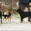 43 - hondjes in de sneeuw 4 dec