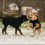 44 - hondjes in de sneeuw 4 dec