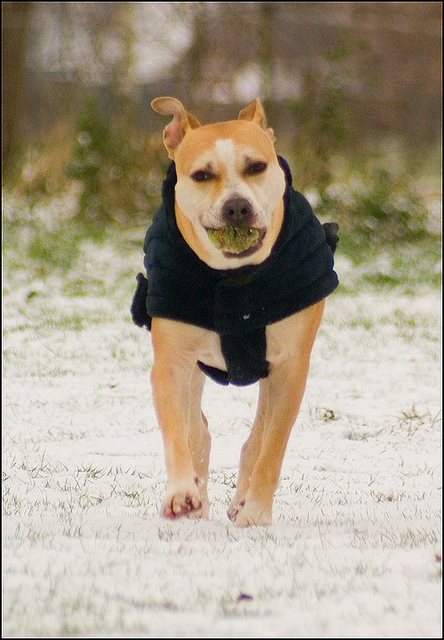 66 hondjes in de sneeuw 4 dec