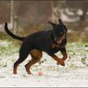 81 - hondjes in de sneeuw 4 dec